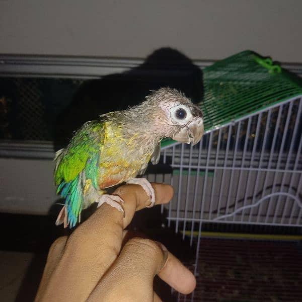 conure chick for sale with cage 0