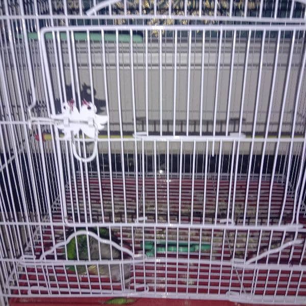 conure chick for sale with cage 1