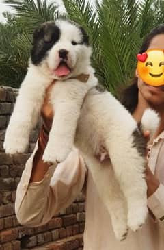 alabai security dog male 3 month for sale heavy bone
