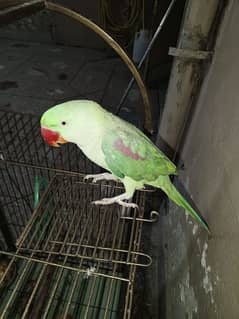 Raw Parrot With Cage