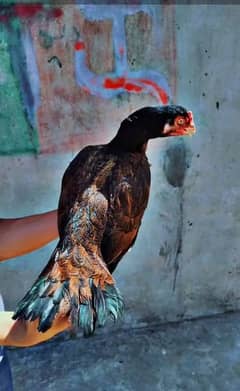 Amrohi Cross Madi for sale 2 year age Egg laying Granty 0