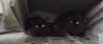 Two Black Persian cats