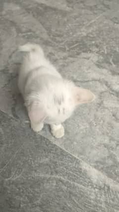 cat three months only in sheikhupura
