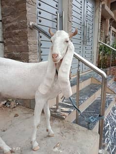 4 dant gulabi bakri