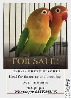Green Fischers (Pair)x3 for sale!!
