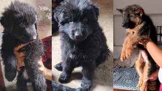 German shepherd / black gsd puppy / GSD puppy / 03024001900