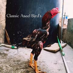 Aseel Breeder