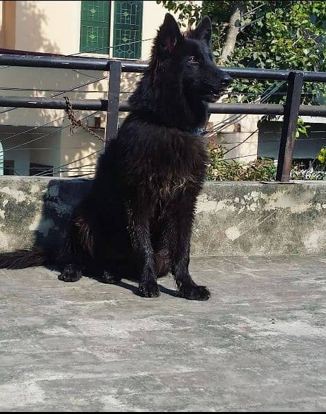 Black shepherd/dog/female/guard dog/breed 0