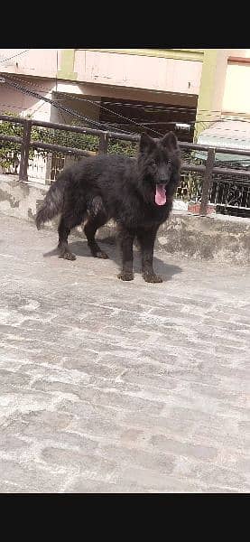 Black shepherd/dog/female/guard dog/breed 1