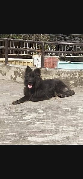 Black shepherd/dog/female/guard dog/breed 3