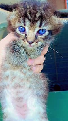 Double Coated Persian Kittens For Sale