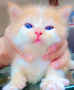 Double Coated Persian Kittens For Sale