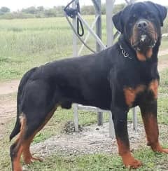 Rottweiler available for cross stud (0336 9878719 )