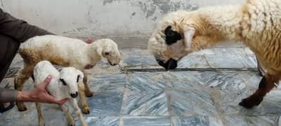 1 pure mundri sheep with two baby sheep and one mundri sheep