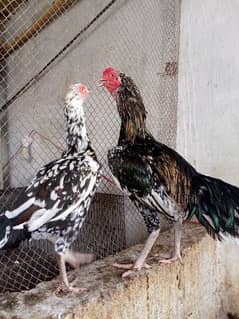 top quality aseel breeder pair and chicks available