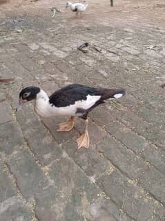 Muscovy ducks