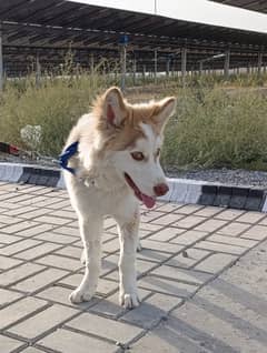 Siberian Male Husky