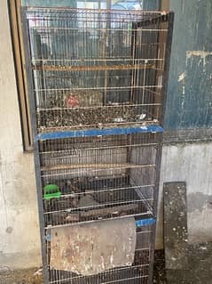 birds or cage for sale .