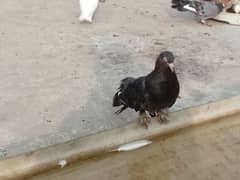 fantail and other pigeon for sale