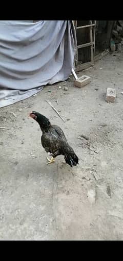 Top quality shajri madi for sale with 2 chicks 03315669922