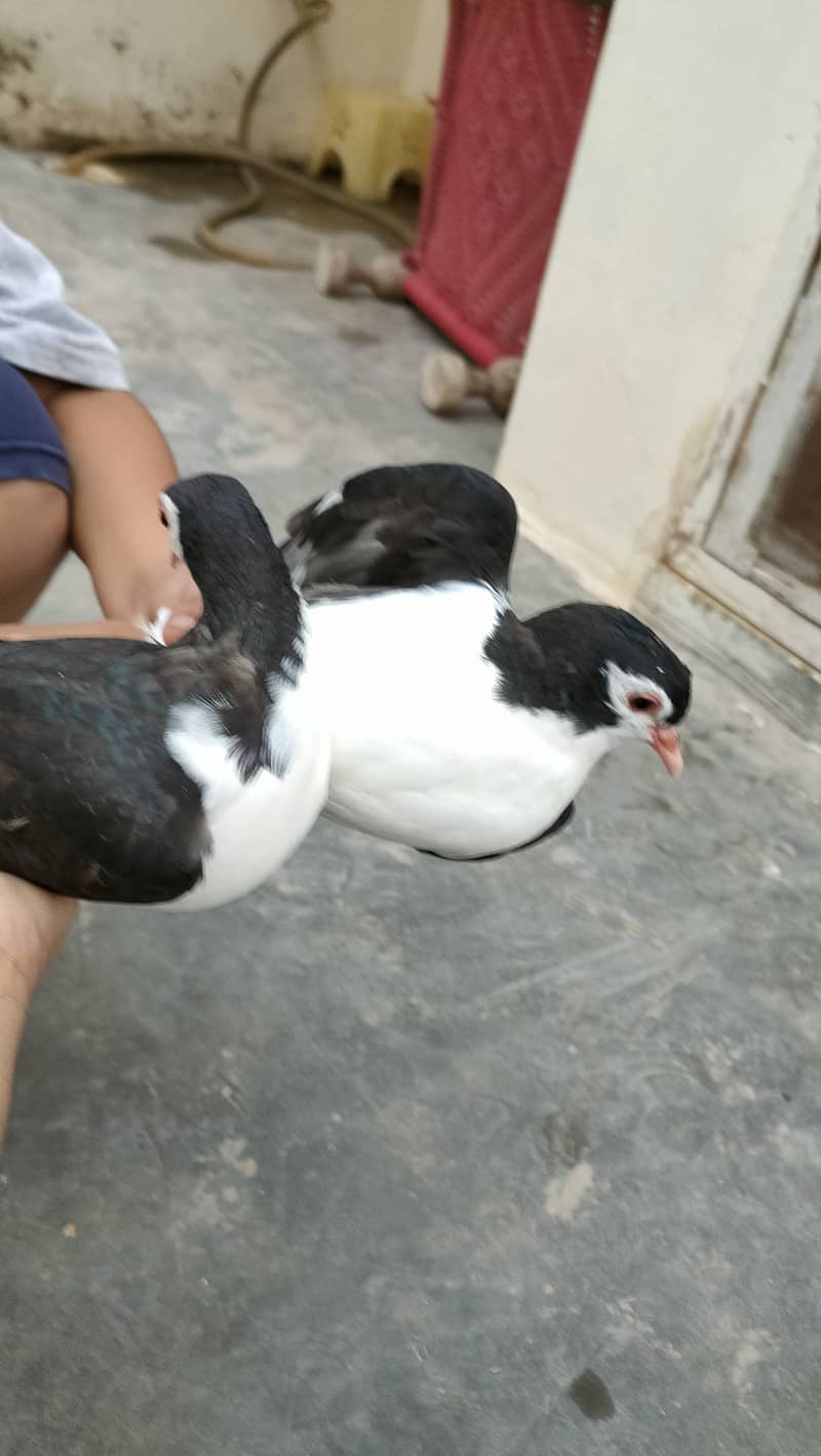 sherazi multani pigeon 1