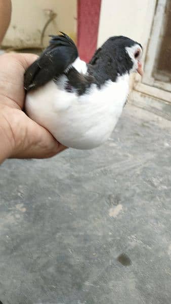 sherazi multani pigeon 3