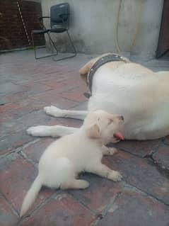 labrador baby urgent for sale full healthy and active