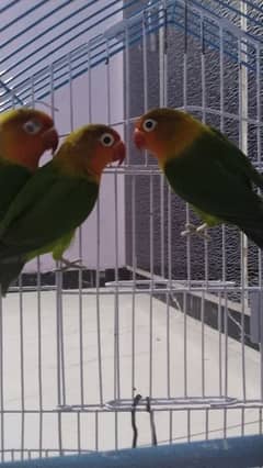 3 parrots