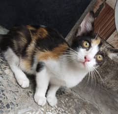 White and Black   Persian kitten