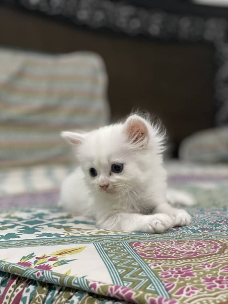 Persian Kitten for sale. 2