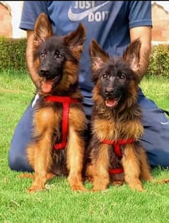 Top quality gsd long coat pair 2.5 month age for sale