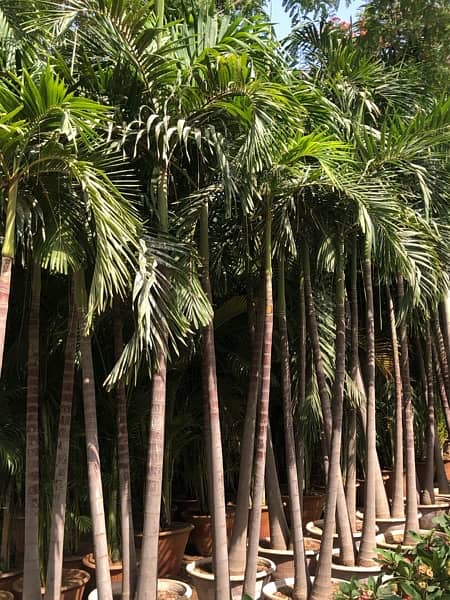 Large Size Malaysian Palm Plants 1