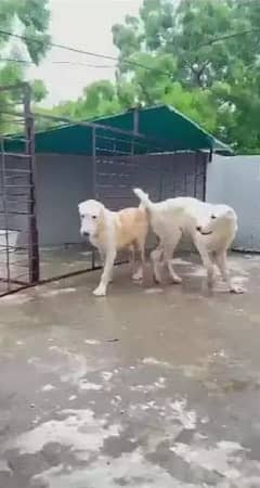 Alabai dog | King Alabai pair | security dog for sale