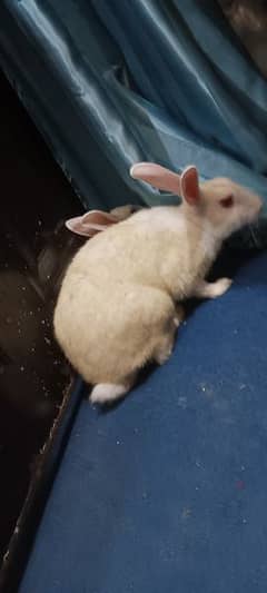 Rabbit,s for sale red eyes
