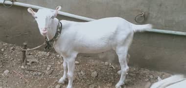 do tadi Bakra bakri ghuslabi ek Bari bakri ghuslabi