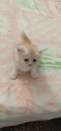 persian Kitten up for sale