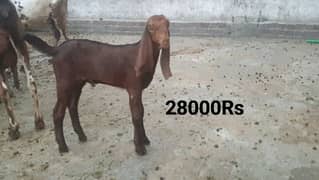 Qurbani 2025 liay bachy dadtyab hein