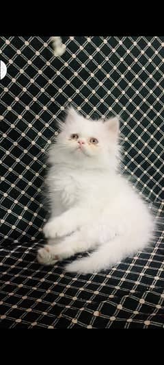 Want to sale Persian kitten