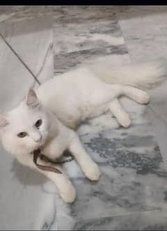 pure white cat
