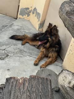 German shepherd double coat female very active