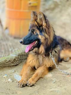 German shepherd double coat female very active