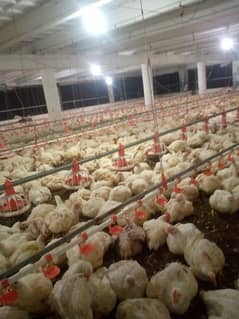 poultry farm murgi mitali din age