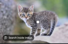 stray Home kitt3ns for adoption