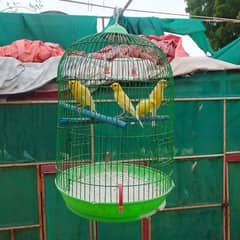 yellow Irani canary bird, healthy and active males   for sale