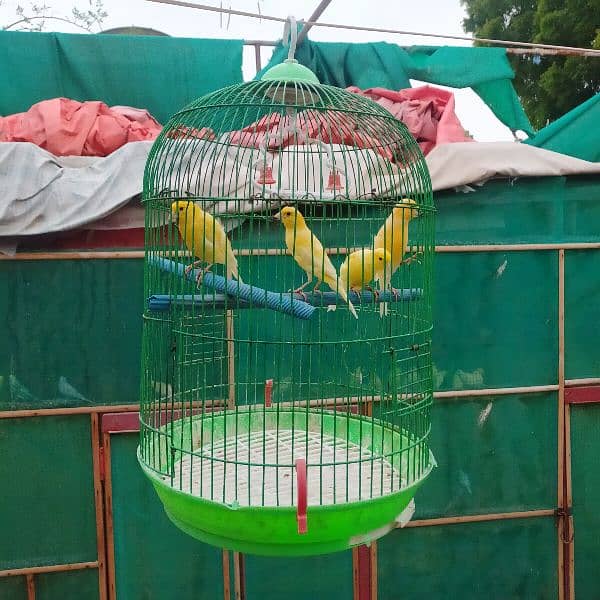 yellow Irani canary bird, healthy and active males   for sale 0