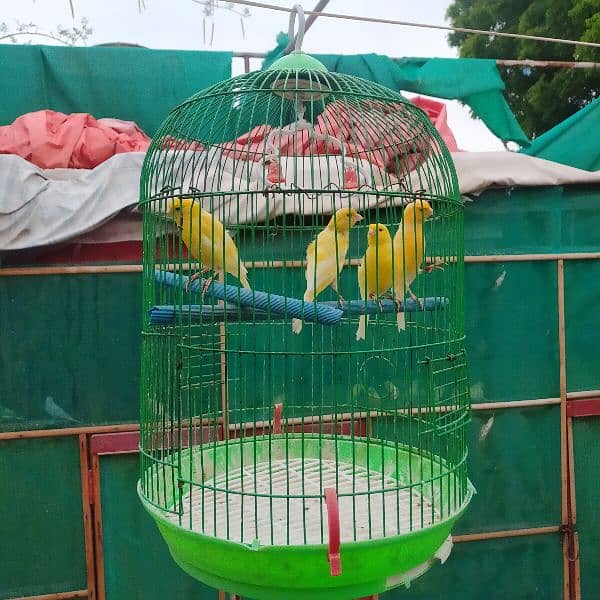 yellow Irani canary bird, healthy and active males   for sale 1