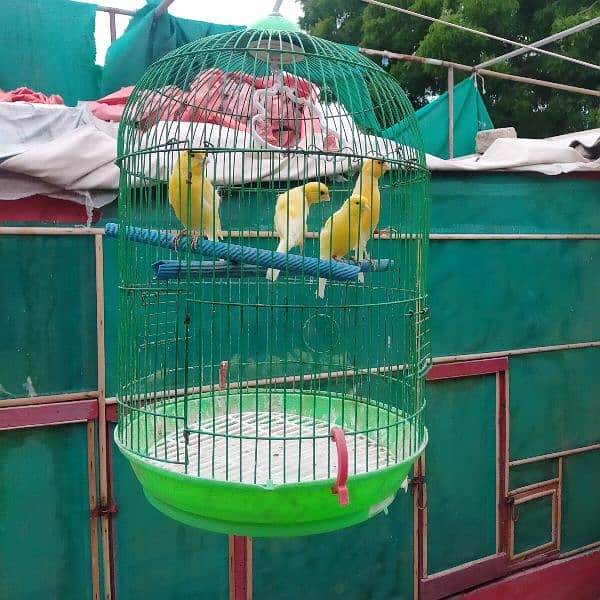 yellow Irani canary bird, healthy and active males   for sale 2