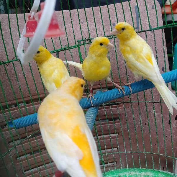 yellow Irani canary bird, healthy and active males   for sale 4