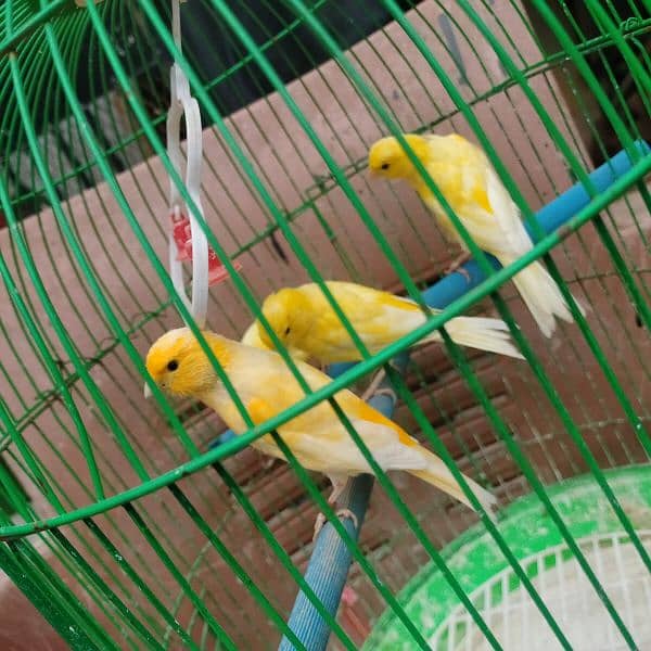 yellow Irani canary bird, healthy and active males   for sale 5