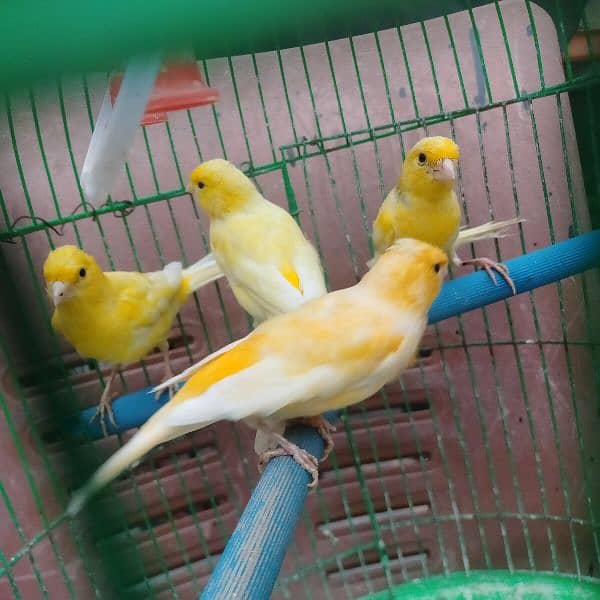 yellow Irani canary bird, healthy and active males   for sale 6